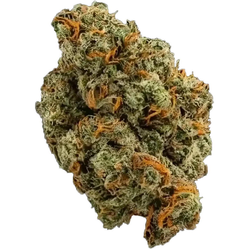 The Station - Close up image of a strain of Sativa cannabis bud